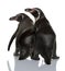 Humboldt Penguins, Spheniscus humboldti