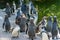 Humboldt Penguins or Spheniscus Humboldti at the zoo in Zurich in Switzerland