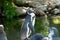 Humboldt Penguins or Spheniscus Humboldti at the zoo in Zurich in Switzerland