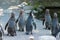 Humboldt Penguins or Spheniscus Humboldti at the zoo in Zurich in Switzerland