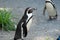 Humboldt Penguins or Spheniscus Humboldti at the zoo in Zurich in Switzerland