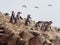 Humboldt penguins walking in line over the brown rocks