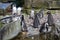 Humboldt penquins a group of them by water