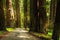 Humboldt Redwood Forest road leads through dense forest of huge redwood trees