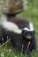 Humboldt`s hog-nosed skunk in northern Patagonia, Chile