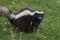 Humboldt`s hog-nosed skunk in Patagonia, Chile