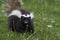 Humboldt`s hog-nosed skunk in Patagonia, Chile