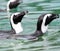 Humboldt spheniscus penguins swimming