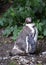 Humbolt penguin in captivity