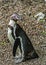 Humbolt penguin in captivity