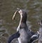 Humbolt penguin eating fish