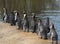 Humbolt penguin group
