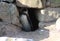 Humbolt penquin cave