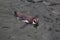 Humbolt penquin swimming
