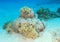 Humbug damsels around soft coral