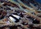 Humbug Damsels Dascyllus aruanus in the Red Sea