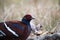 Hume `s Pheasant