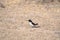 Hume\'s wheatear (Oenanthe albonigra)