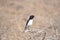 Hume\'s wheatear (Oenanthe albonigra)