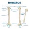 Humerus bone labeled vector illustration diagram