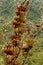 Humid andean moor landscape in Oyacachi, Ecuador