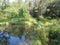 Humid Biotope in Upper Bavaria