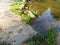 Humid Biotope in Upper Bavaria