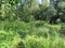 Humid Biotope in Upper Bavaria