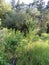 Humid Biotope in Upper Bavaria