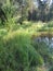 Humid Biotope in Upper Bavaria