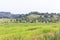 Humid Farm Landscape