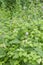 Humid meadow of water mint flora for European marsh biodiversity