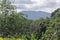 Humid mountain forest in the central mountain range of Dominican republic