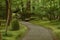 Humid walkway in Japanese garden