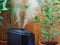 Humidification for cultivation of flowers. The steam from the air humidifier in the room.