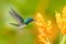 Humminbird from Colombia  in the bloom flower, Colombia, wildlife from tropic jungle. Wildlife scene from nature. Hummingbird with