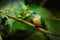 Humminbird from Colombia  in the bloom flower, Ecuador, wildlife from tropic jungle. Wildlife scene from nature.Long-tailed Sylph