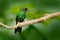 Humminbird frm Colombia  in the bloom flower, Colombia, wildlife from tropic jungle. Wildlife scene from nature. Hummingbird with