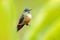 Humminbird frm Colombia  in the bloom flower, Colombia, wildlife from tropic jungle. Wildlife scene from nature. Hummingbird with