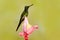 Humminbird frm Colombia  in the bloom flower, Colombia, wildlife from tropic jungle. Wildlife scene from nature. Hummingbird with