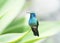 Humminbird perched on leaf