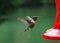 Humming Bird 1