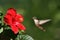 Humming Bird Approaching Flower Landscape