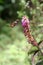 Humming Bird drinking from a Flower