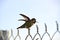 Humming Bird on Fence