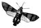 Humming Bird Hawk Moth, vintage illustration