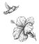 Humming Bird and Hibiscus Sketch