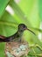 Humming bird resting in a nest.