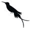 humming bird shadow animal icon silhouettes isolated on dark black graphical in white