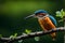 humming bird sitting on tree in nature